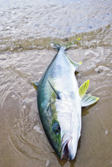 slidebaiting for big fish